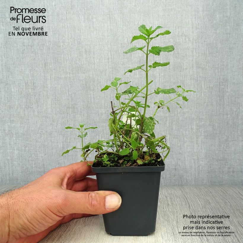 Esimerkki syksyllä toimitetusta Isokissanminttu Summer Magic 8/9 cm taimiruukku-taimesta