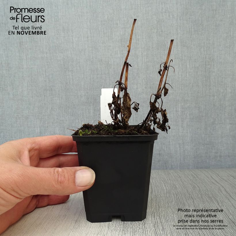 Esimerkki syksyllä toimitetusta Kissanminttu - Nepeta kubanica 8/9 cm taimiruukku-taimesta