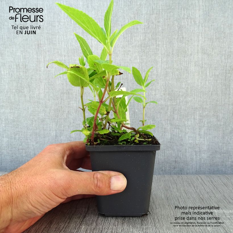 Esimerkki kesällä toimitetusta Kissanminttu - Nepeta kubanica Godet de 8/9 cm-taimesta