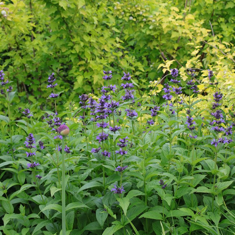 Kissanminttu - Nepeta kubanica (Kasvutapa)