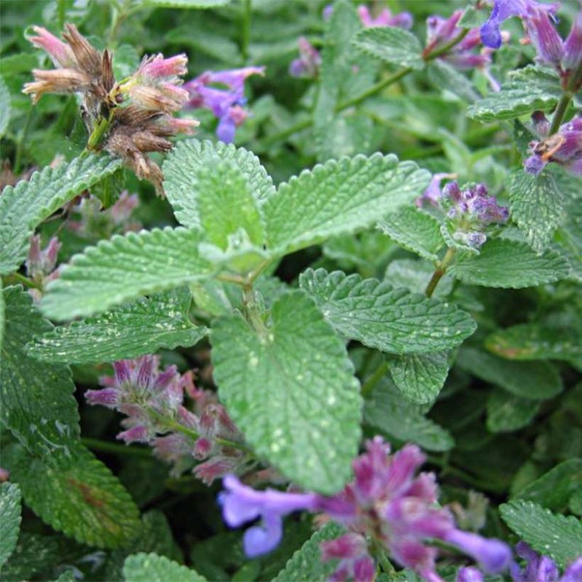 Kissanminttu - Nepeta mussini (Lehvistö)
