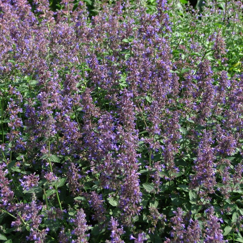 Kissanminttu - Nepeta mussini (Kukinta)
