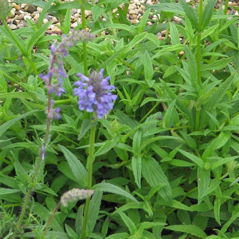 Tähkäkissanminttu - Nepeta nervosa (Lehvistö)