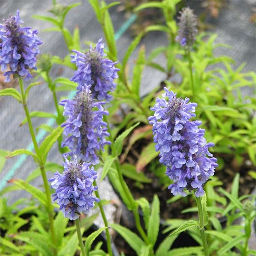 Tähkäkissanminttu - Nepeta nervosa (Kukinta)