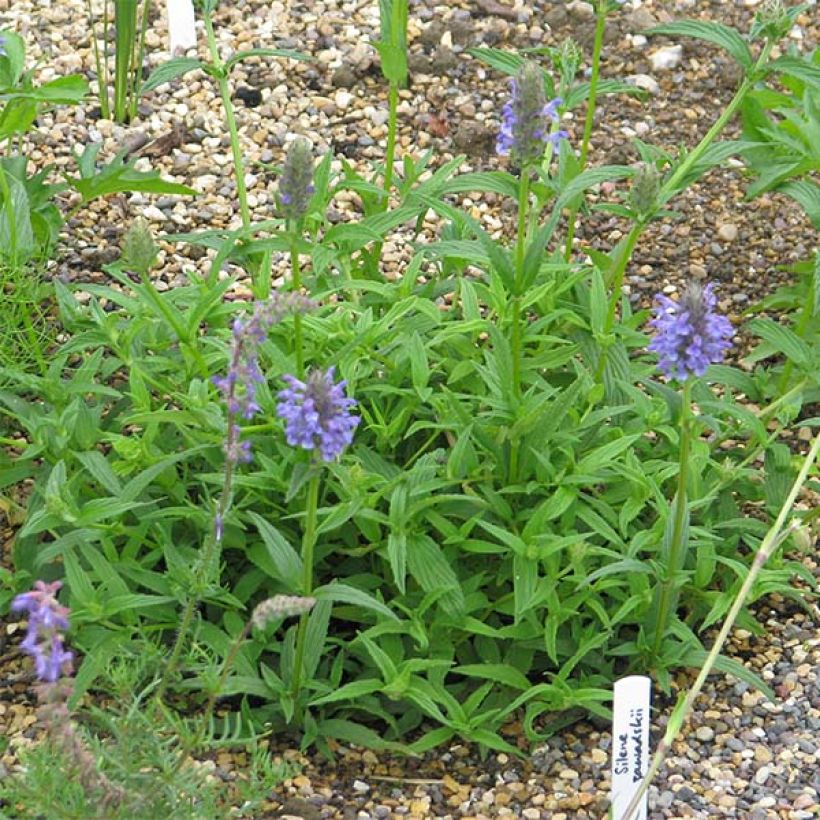 Tähkäkissanminttu - Nepeta nervosa (Kasvutapa)