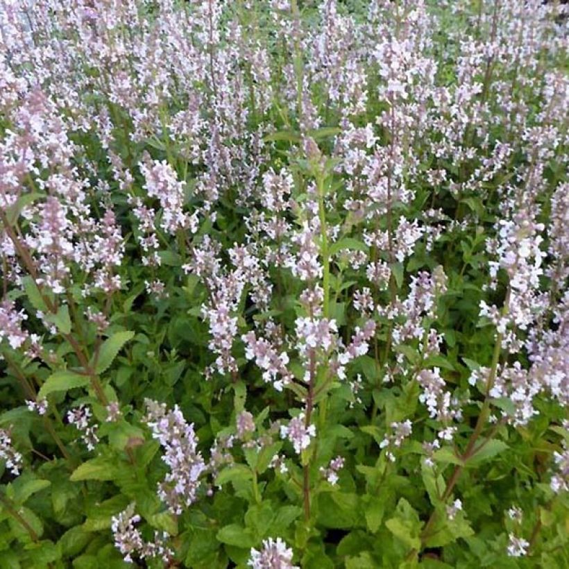 Pystykissanminttu Anne's Choice (Kasvutapa)