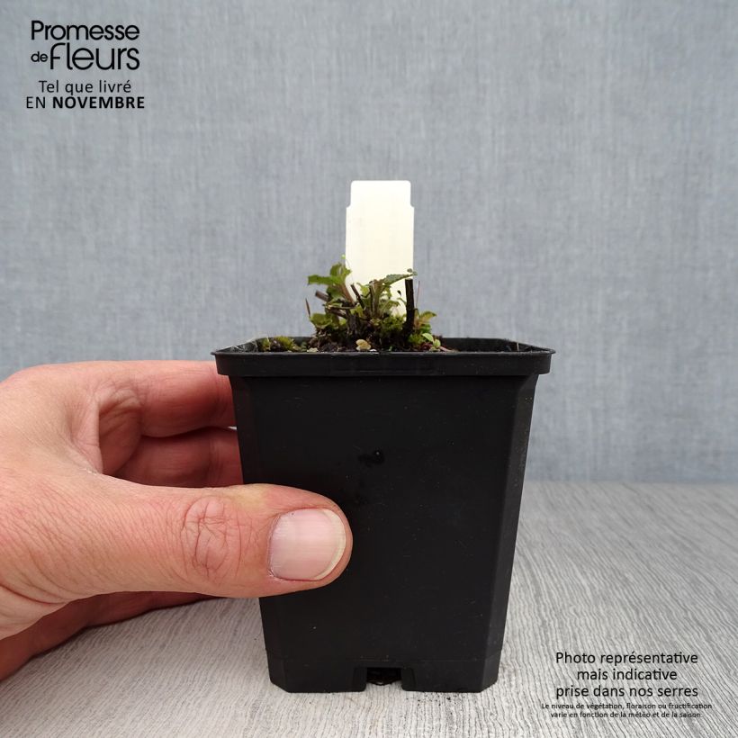 Esimerkki syksyllä toimitetusta Pystykissanminttu Purple Cat 8/9 cm taimiruukku-taimesta