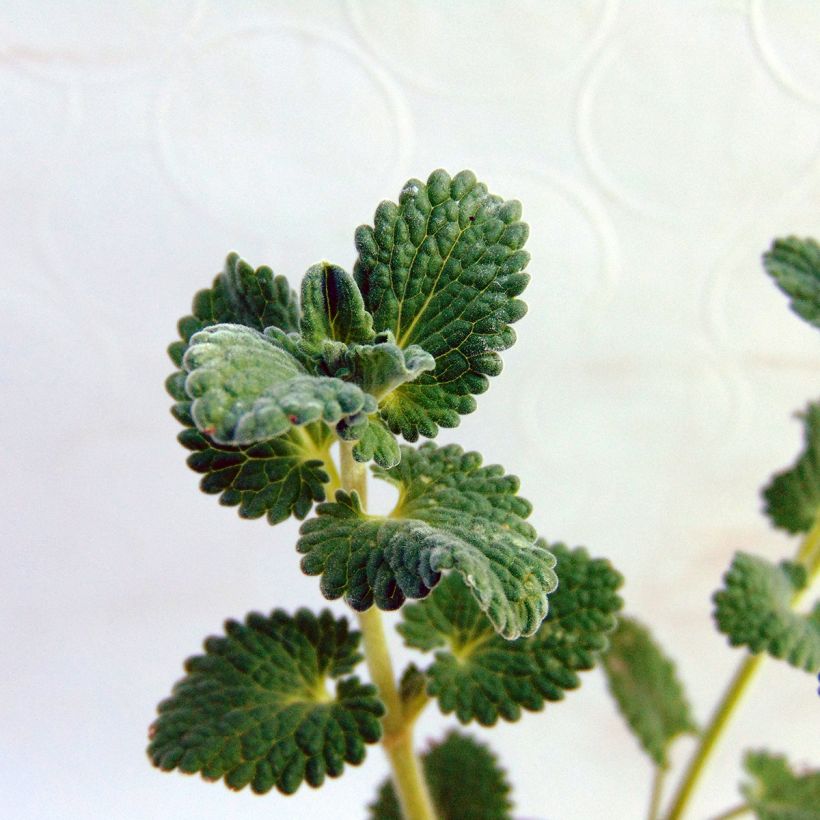 Katinminttu Snowflake (Lehvistö)