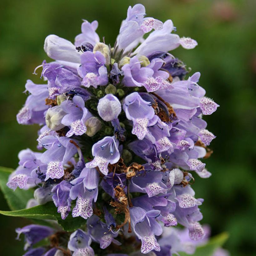 Komeakissanminttu - Nepeta subsessilis (Kukinta)