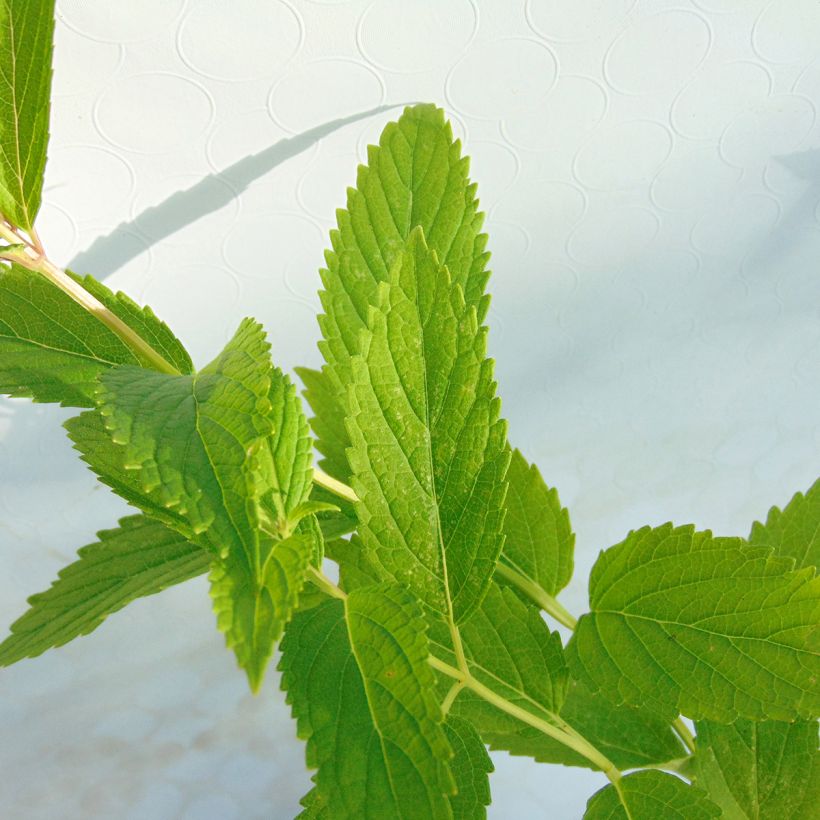 Komeakissanminttu - Nepeta subsessilis (Lehvistö)