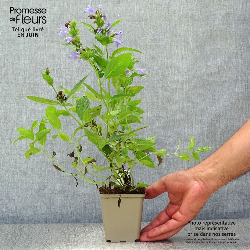 Esimerkki kesällä toimitetusta Komeakissanminttu - Nepeta subsessilis Godet de 8/9 cm-taimesta