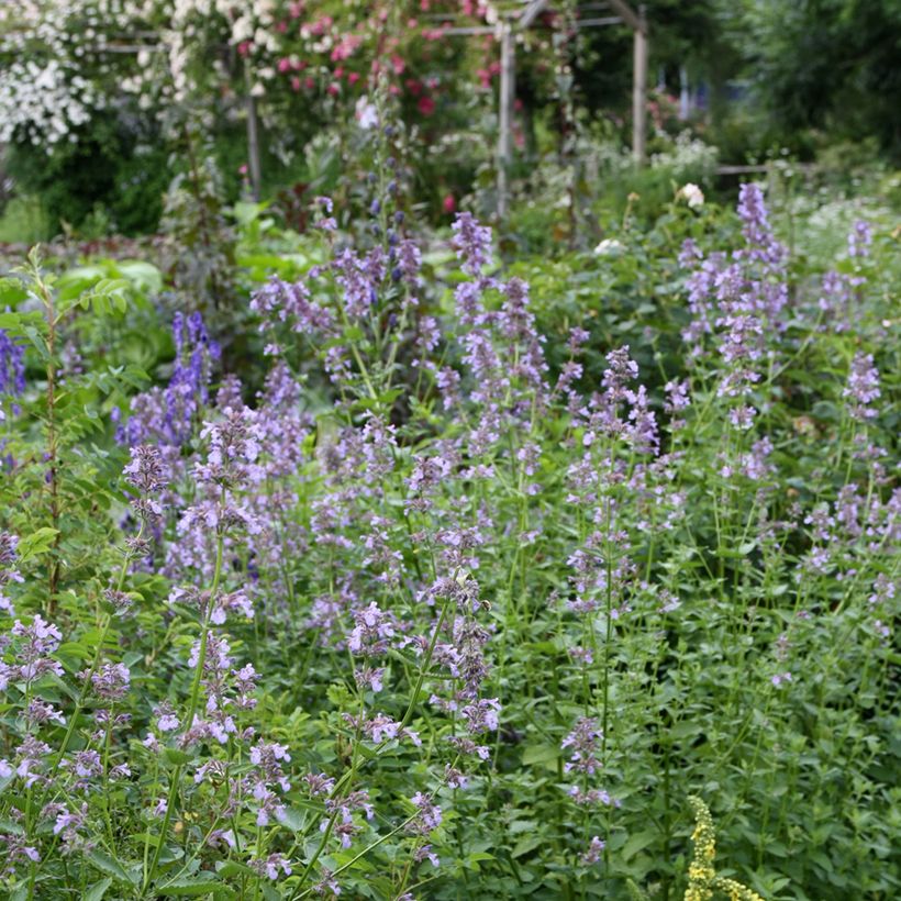 Komeakissanminttu - Nepeta subsessilis (Kasvutapa)
