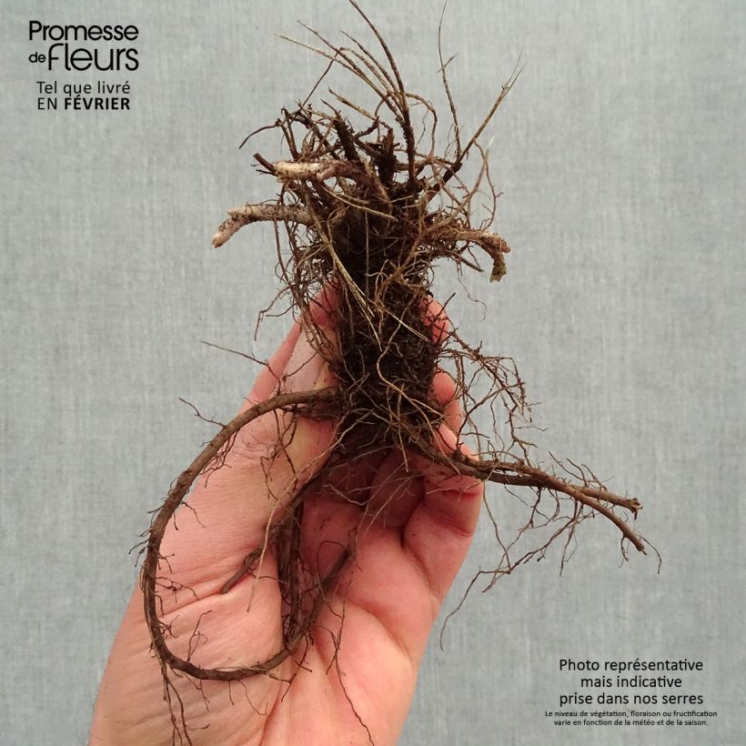 Esimerkki talvella toimitetusta Mirrinminttu Dropmore Paljaat juuret-taimesta