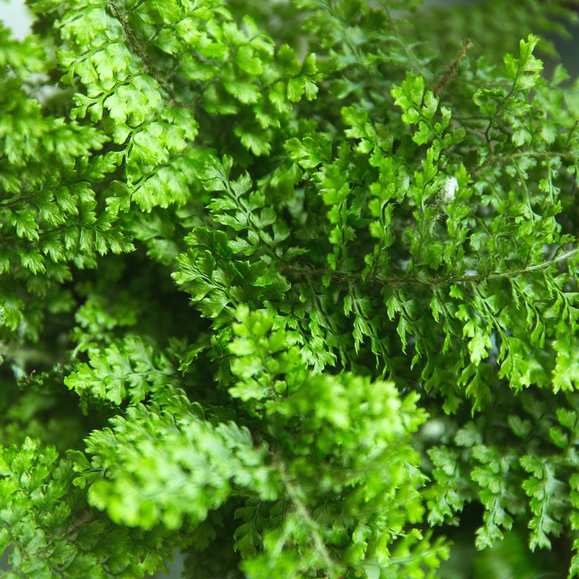 Kaarisulkasaniainen Fluffy Ruffle (Lehvistö)