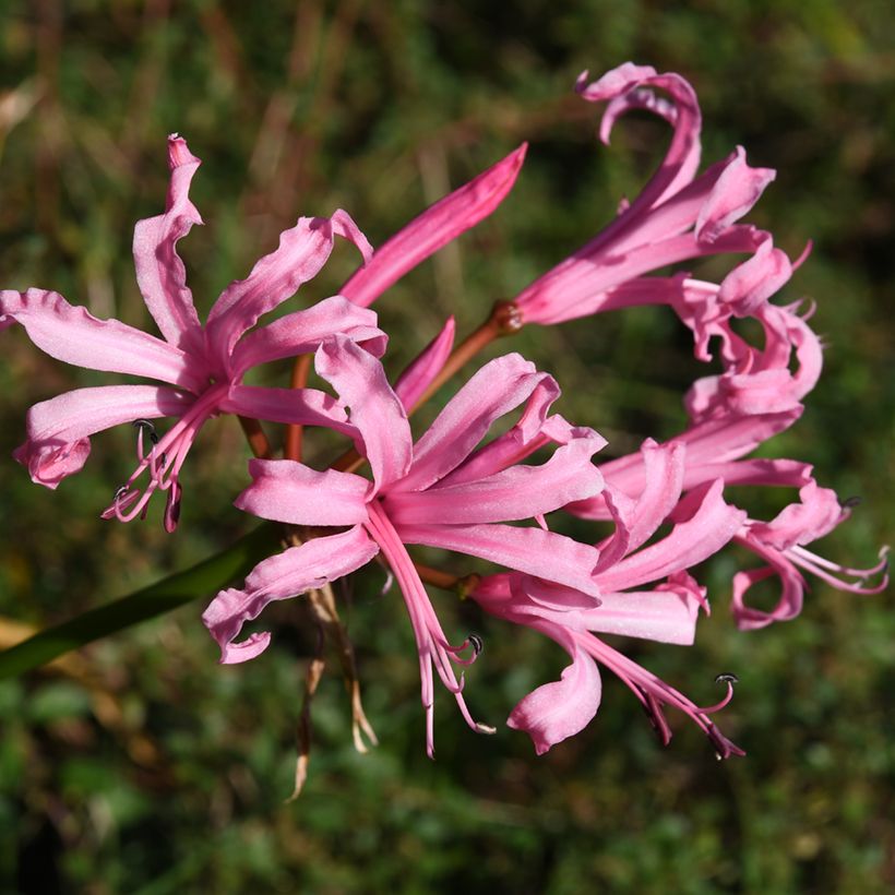 Ruusuneidikki Amandi (Kukinta)