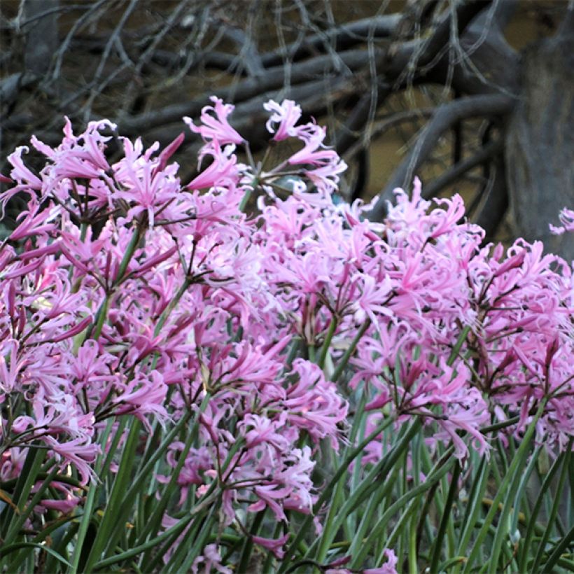 Ruusuneidikki - Nerine bowdenii (Kasvutapa)