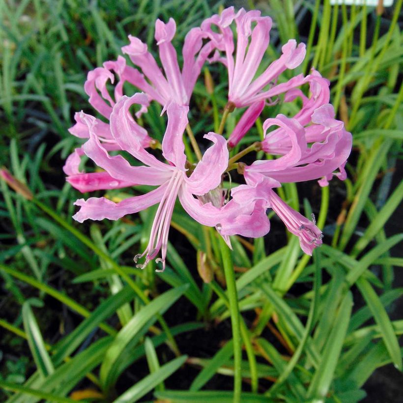 Ruusuneidikki - Nerine undulata (Kukinta)