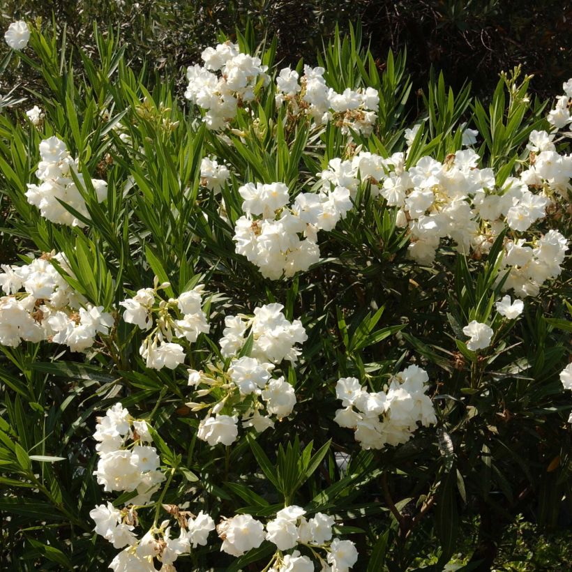 Oleanteri Blanc (Kasvutapa)