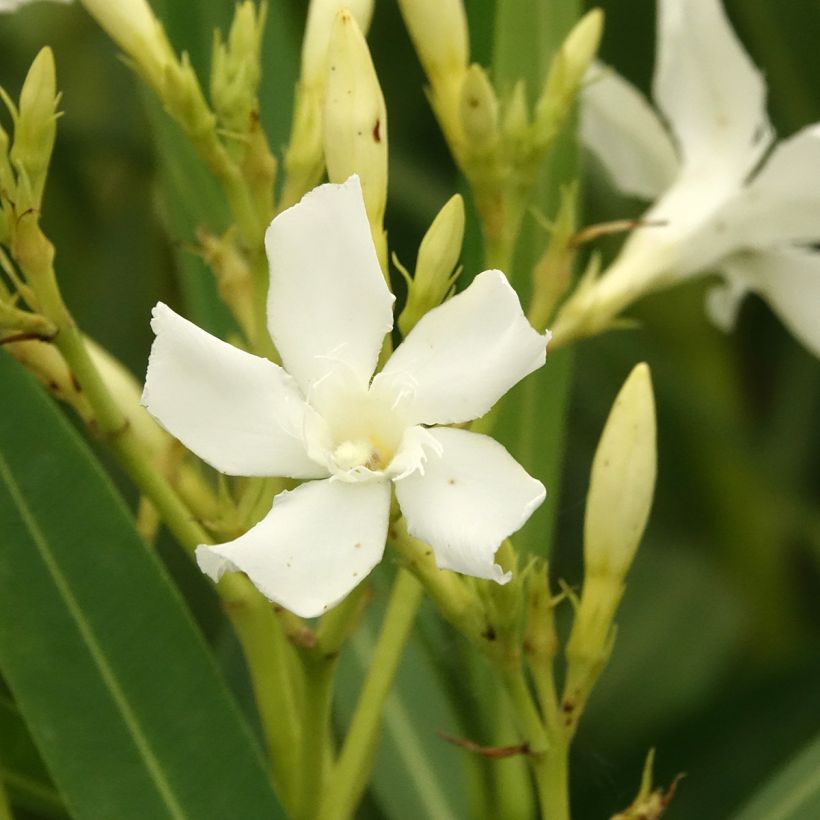 Oleanteri Blanc (Kukinta)