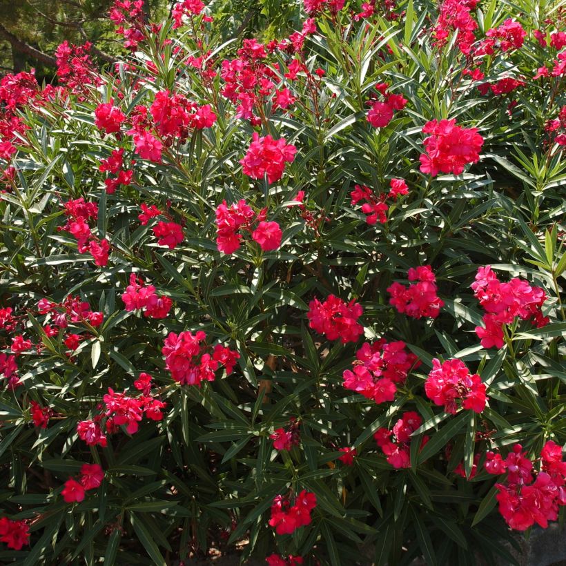 Oleanteri Rouge Double (Kasvutapa)
