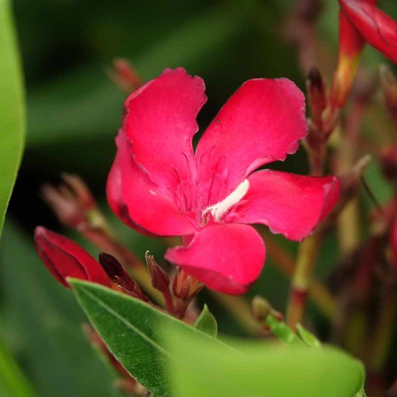 Oleanteri Rouge Simple (Kukinta)