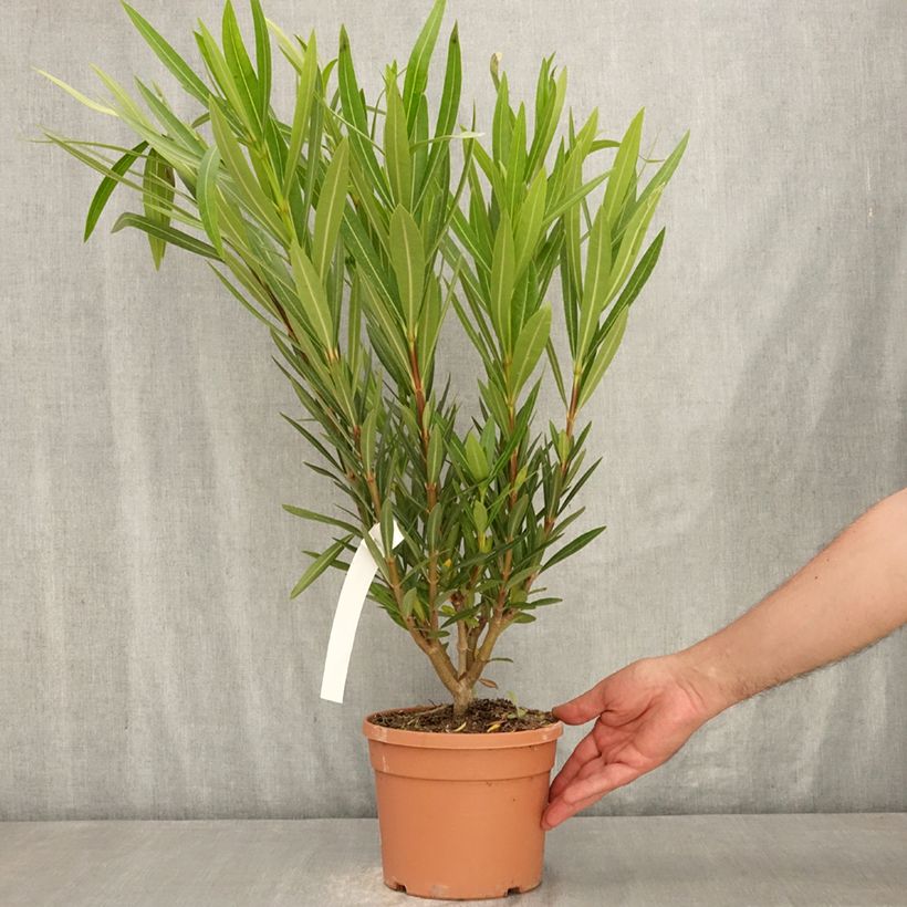 Esimerkki kesällä toimitetusta Oleanteri Provence Ruukku 3L / 4L, Buisson-taimesta