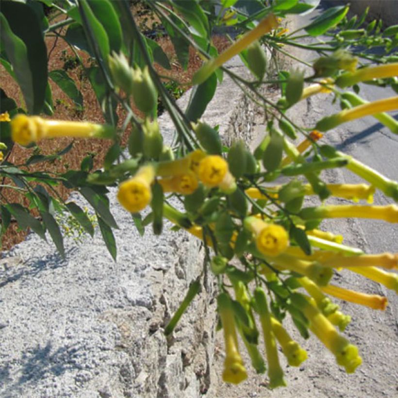 Pensastupakka - Nicotiana glauca (Kukinta)