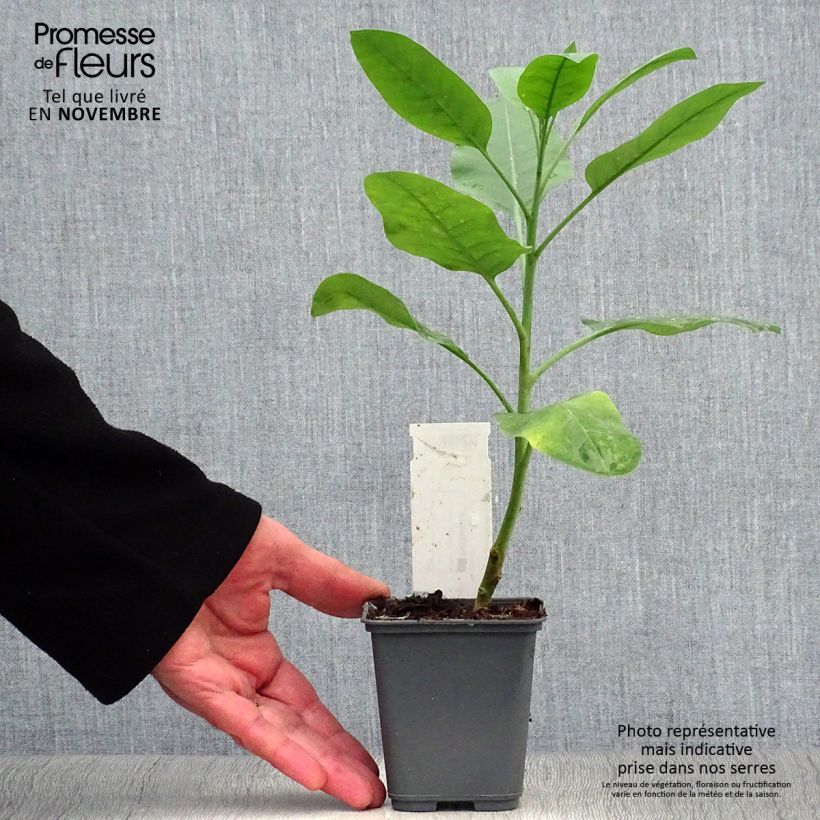 Esimerkki syksyllä toimitetusta Pensastupakka - Nicotiana glauca 8/9 cm taimiruukku-taimesta