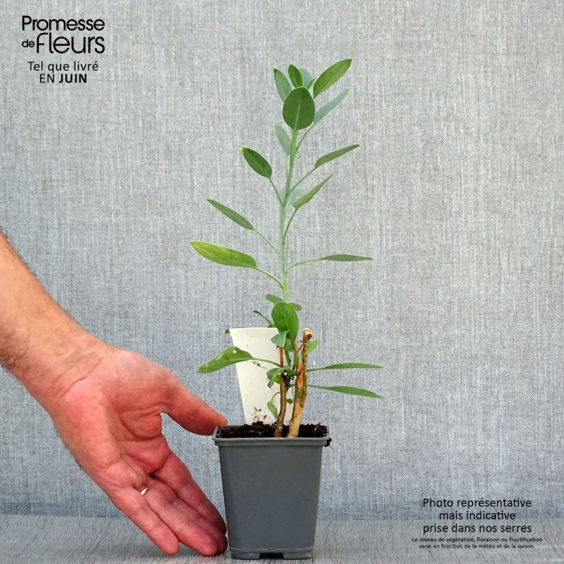 Esimerkki kesällä toimitetusta Pensastupakka - Nicotiana glauca Godet de 8/9 cm-taimesta