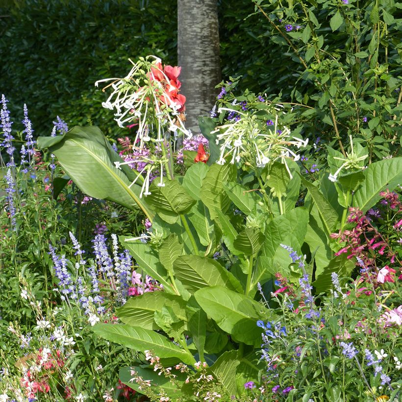 Narsissitupakka (siemenet) - Nicotiana sylvestris (Kasvutapa)