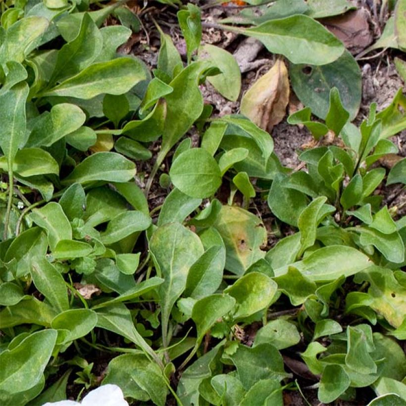 Nierembergia repens (Lehvistö)