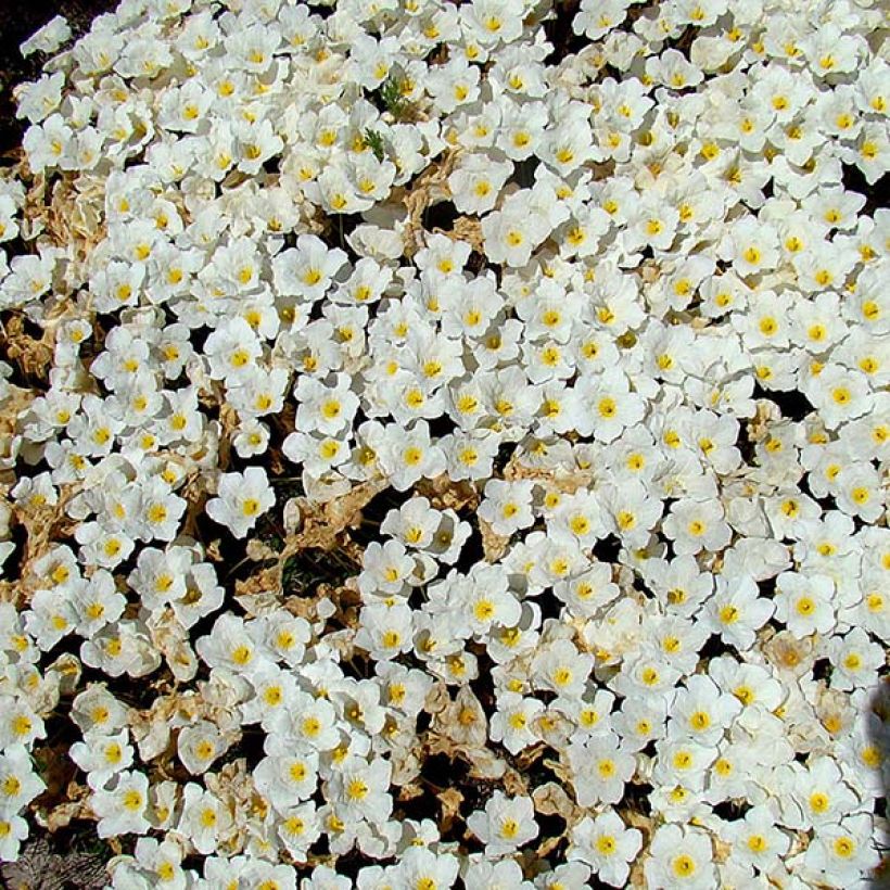Nierembergia repens (Kukinta)
