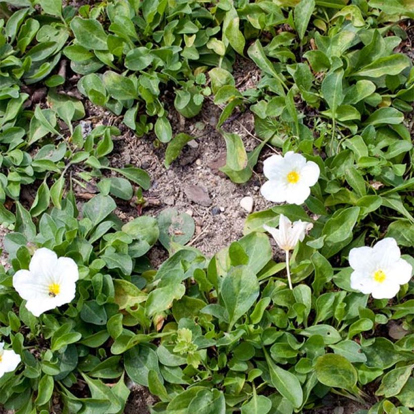 Nierembergia repens (Kasvutapa)
