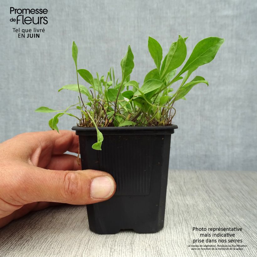Esimerkki kesällä toimitetusta Nierembergia repens Godet de 8/9 cm-taimesta