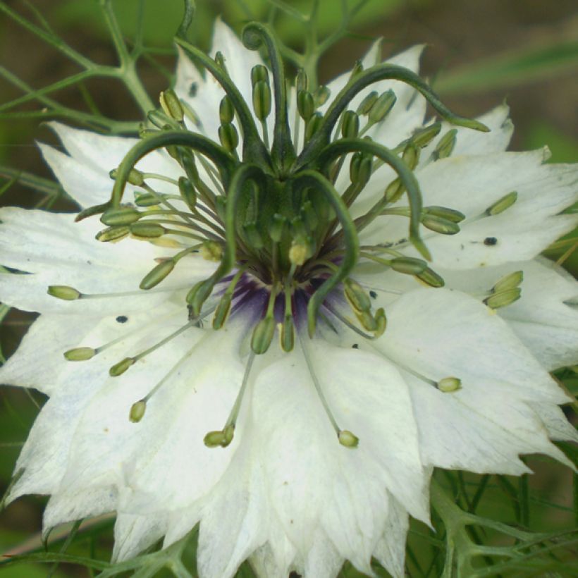 Tarhaneito Miss Jekyll Alba (siemenet) (Kukinta)