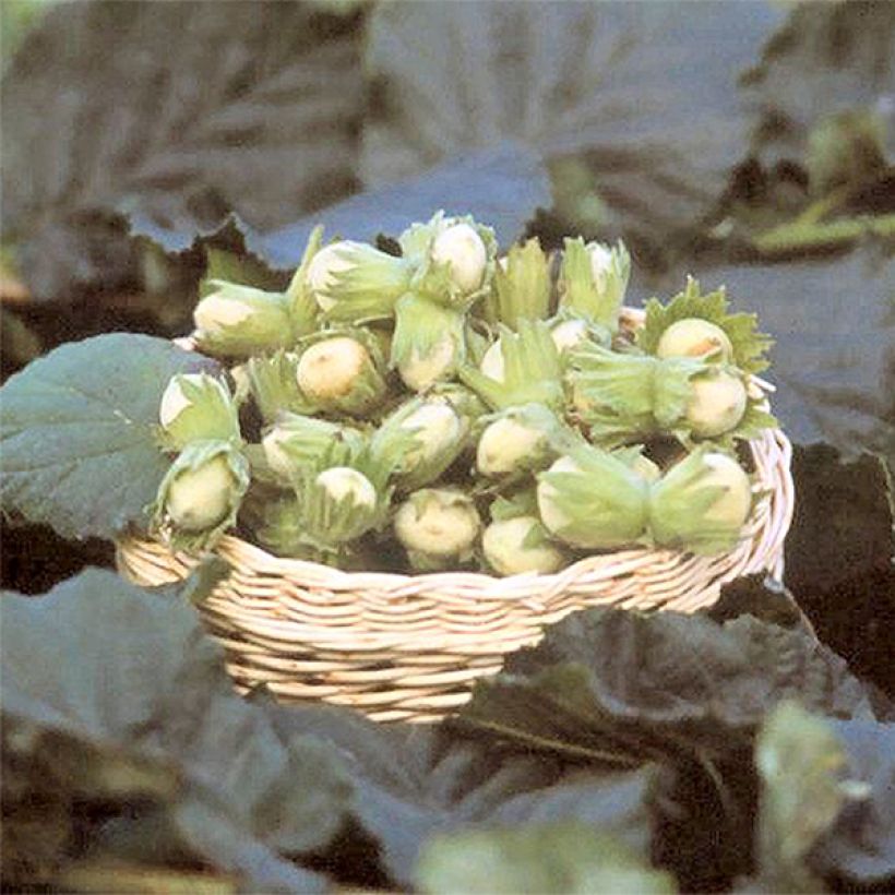 Euroopanpähkinäpensas Fertile de Coutard (Sadonkorjuu)