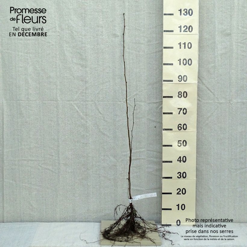 Esimerkki talvella toimitetusta Pähkinäpensas - Corylus avellana Paljasjuurinen-taimesta
