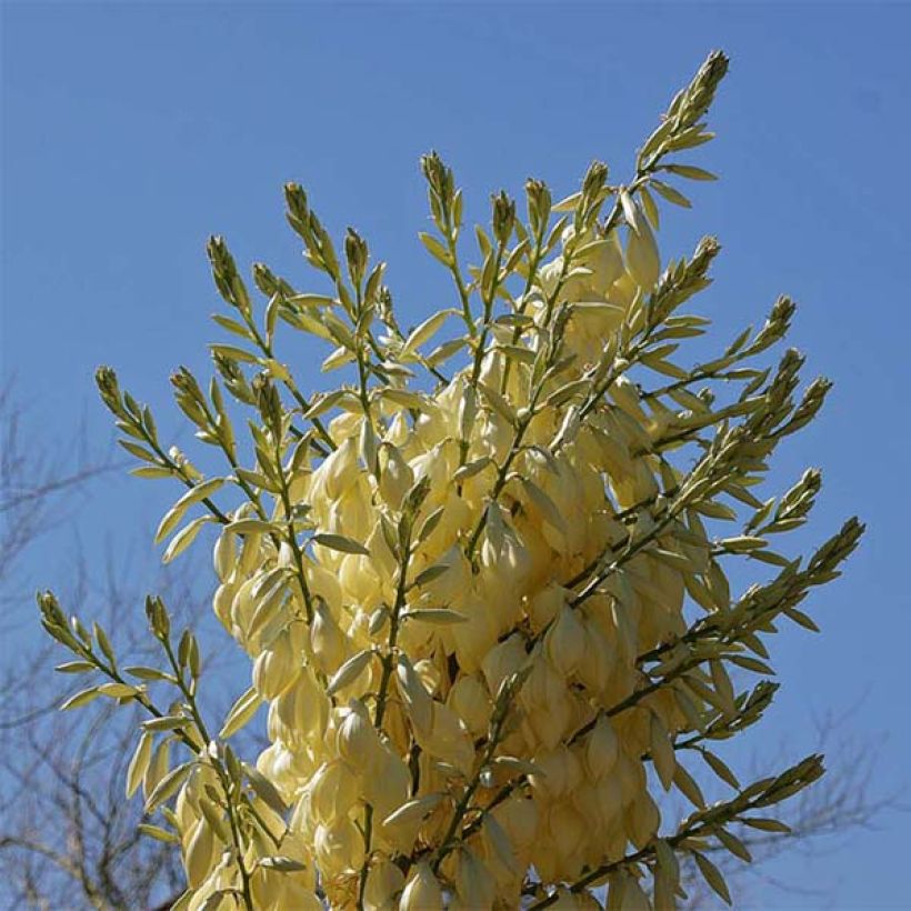 Nolina nelsonii (Kukinta)