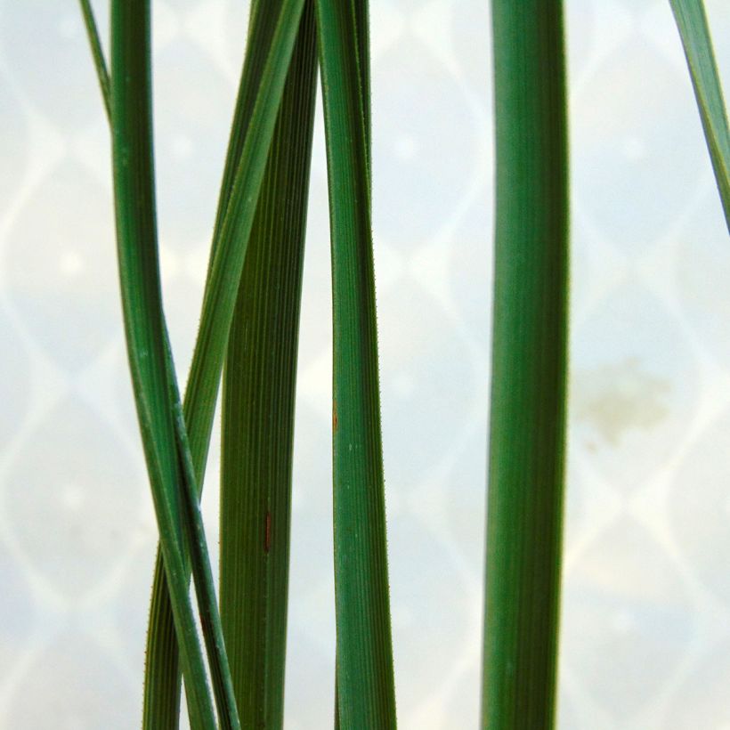 Nolina nelsonii (Lehvistö)