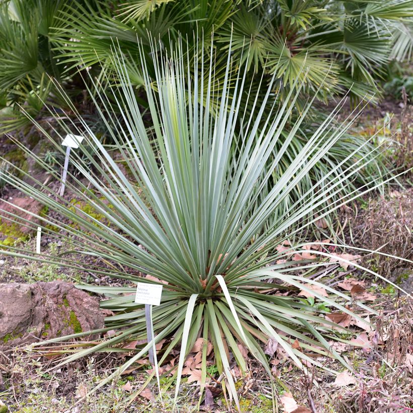 Nolina nelsonii (Kasvutapa)