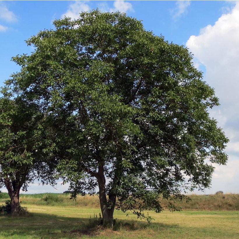 Saksanjalopähkinä - Juglans regia (Kasvutapa)