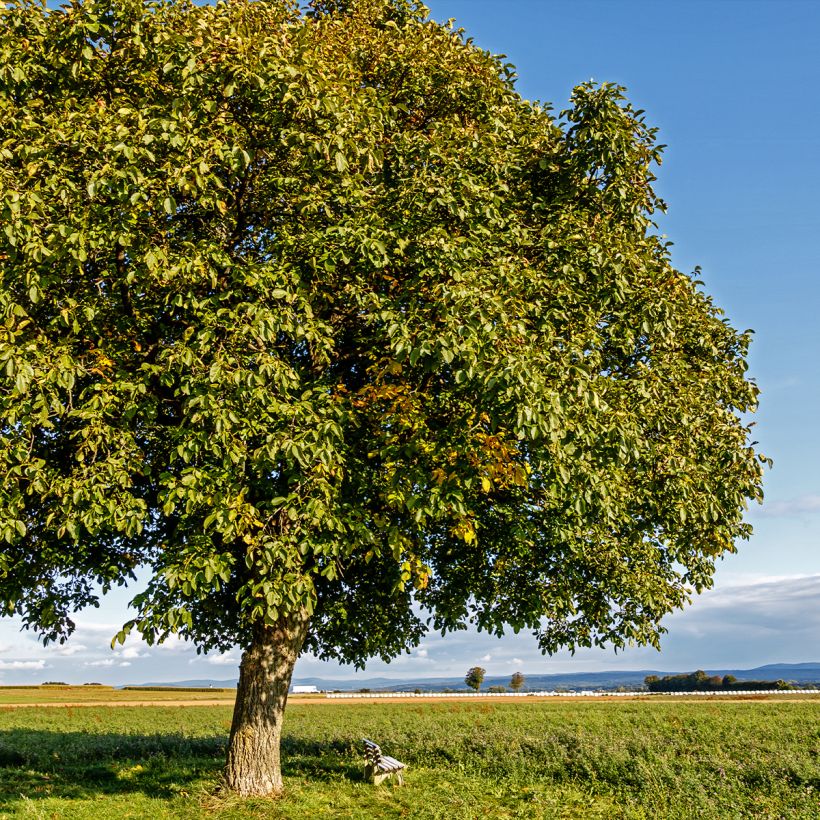 Saksanjalopähkinä Esterhazy II (Kasvutapa)