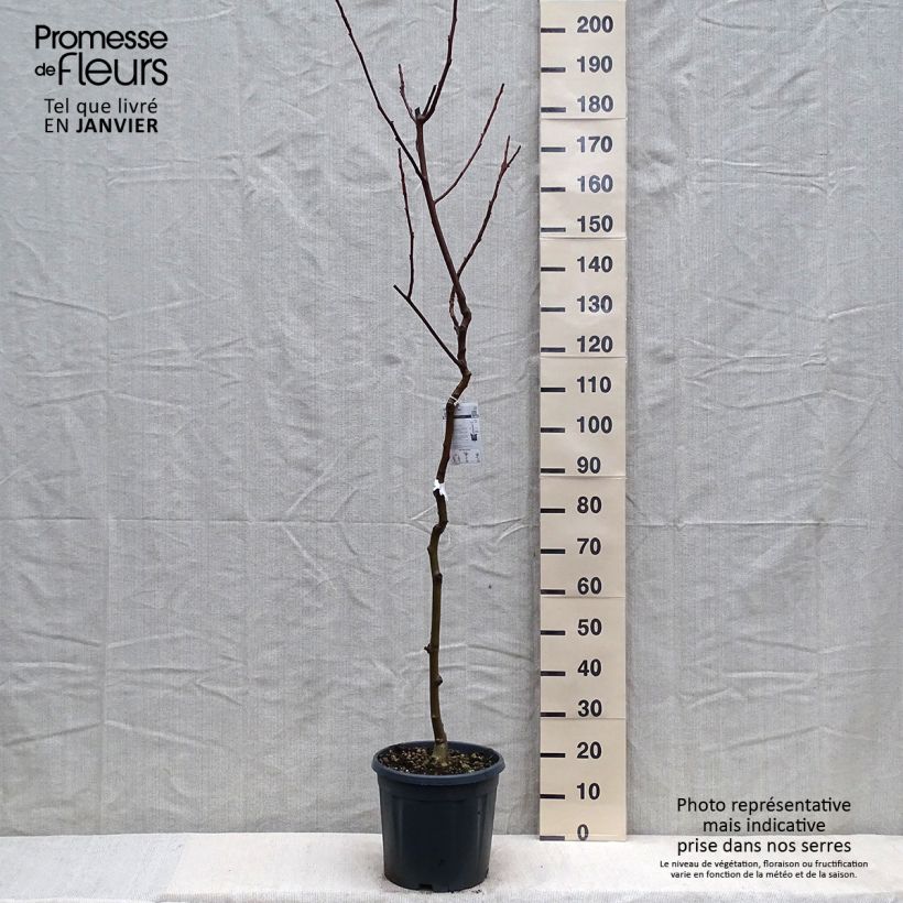 Esimerkki talvella toimitetusta Noyer commun - Juglans regia Chandler Pot de 7,5L/10L, Demi-Tige-taimesta