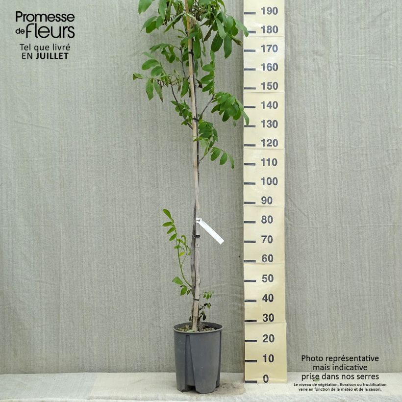 Esimerkki kesällä toimitetusta Noyer commun - Juglans regia Fernor Pot de 7,5L/10L, Demi-Tige-taimesta