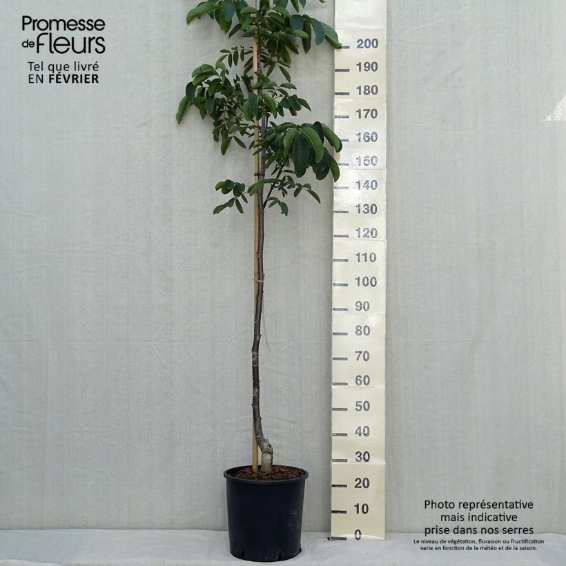 Esimerkki syksyllä toimitetusta Noyer commun Weinsberg 1 - Juglans regia  Pot de 18L/20L, Baliveau-taimesta