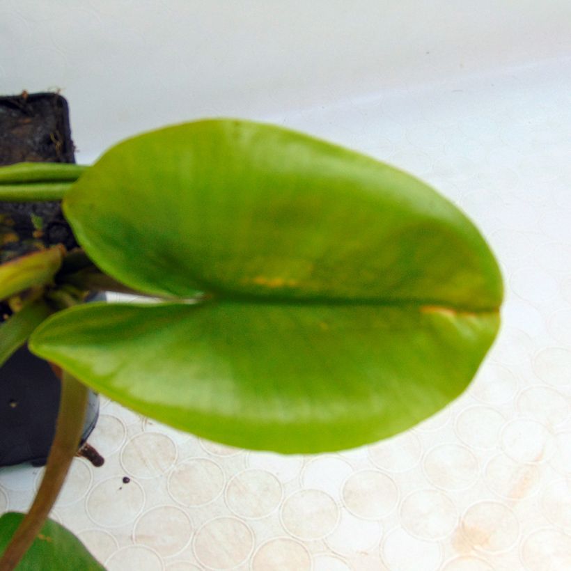 Ulpukka - Nuphar lutea (Lehvistö)