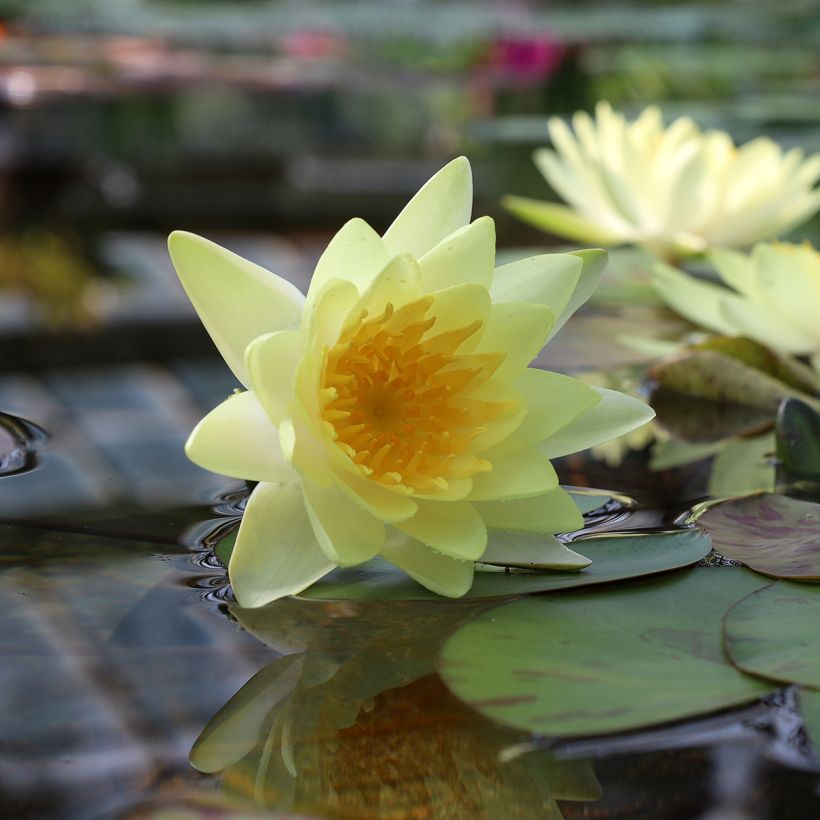 Lumme Double Yellow (Kukinta)