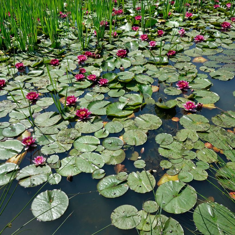 Lumme Eros (Kasvutapa)