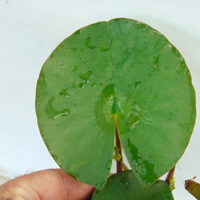 Lumme Fabiola (Lehvistö)