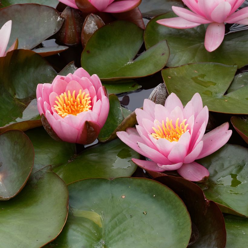 Lumme Fabiola (Kukinta)